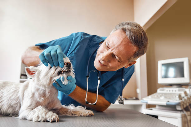 Best Emergency Tooth Extraction in Newport, WA